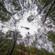 A helicopter hovers above the Wollemi National Park as part of the operations to protect these trees from the bush fires.